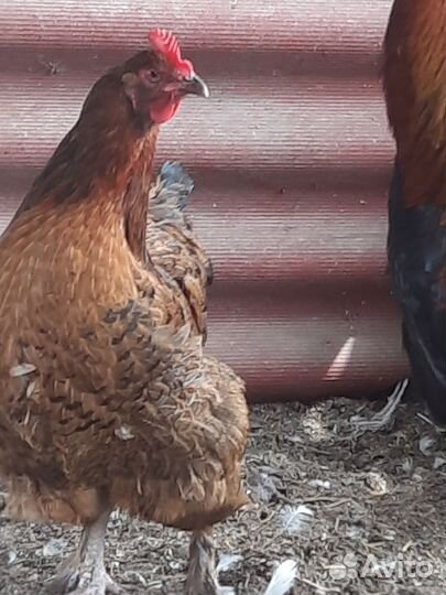 Домашняя птица