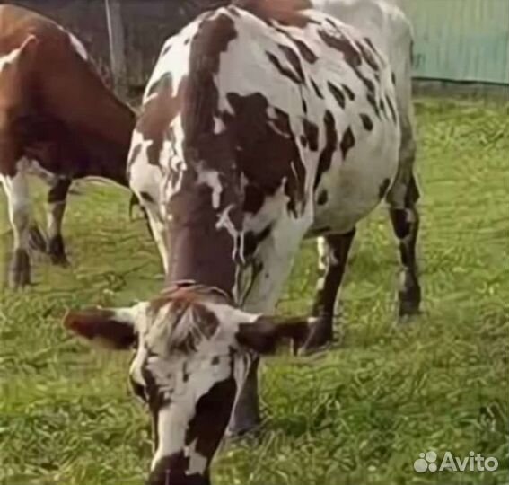 Продаю домашнее молоко коровье