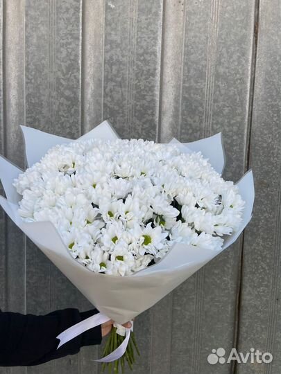 Хризантемы моно букет