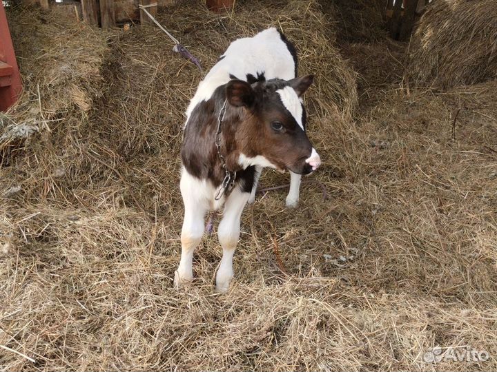 Телята бычки