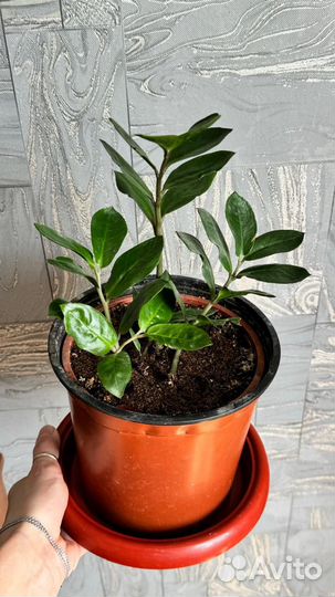 Замиокулькас