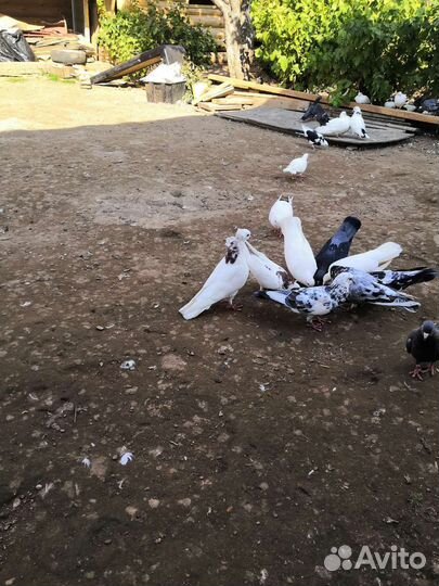 Бакинские бойные голуби
