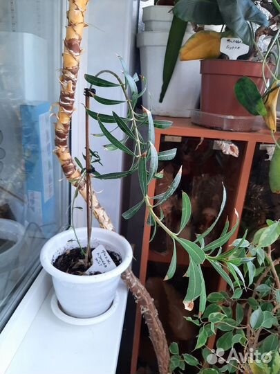 Олеандр и зефирантес белый