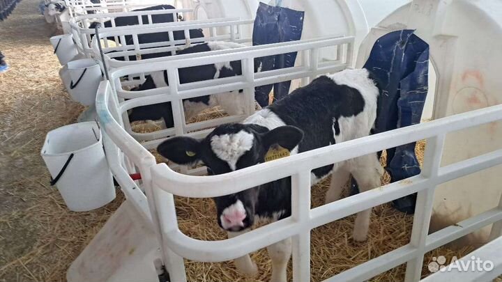 Бычки телята