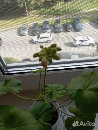 Пеларгония герань оранжевая