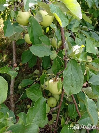 Яблоки, Огурцы, Кабачки