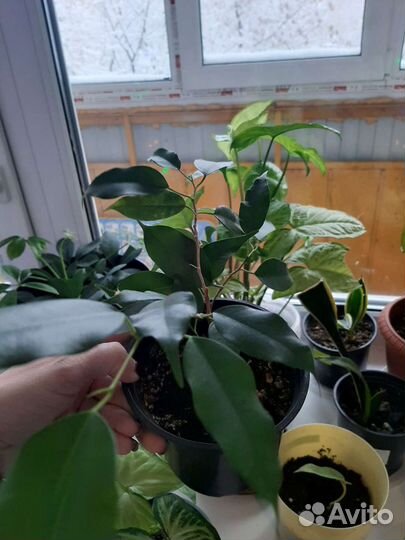 Комнатные цветы