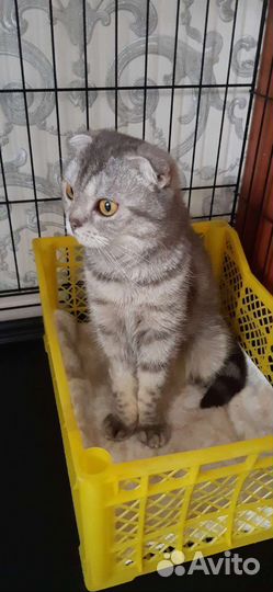 Шотландская