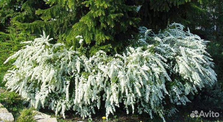 Спирея Грефшейм