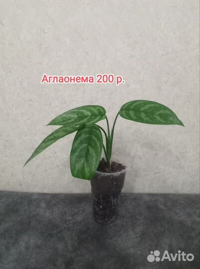 Плекрантус Панданус Нефролепсис Аглаонема Санса