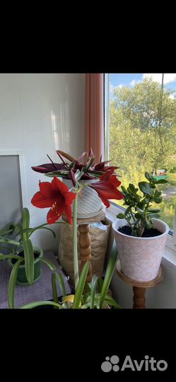 Гиппеаструм амариллис