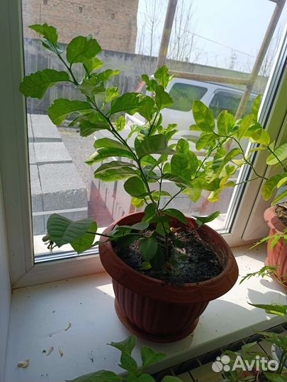 Лимонное дерево