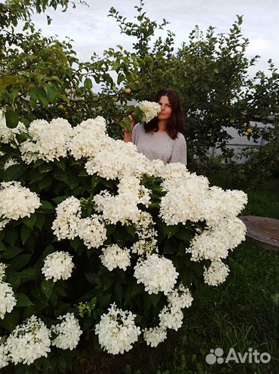 Гортензии метельчатные разных сортов