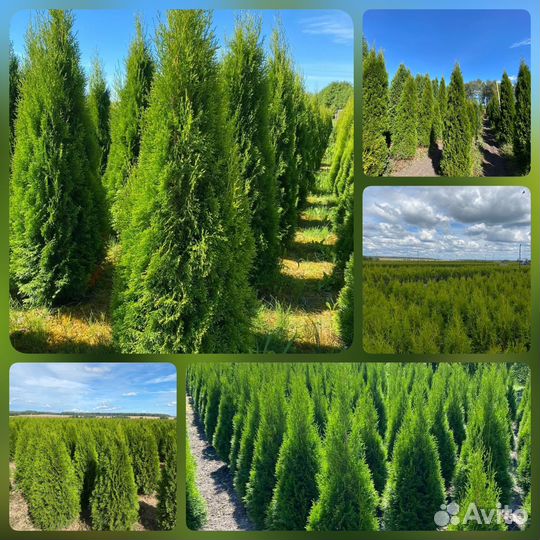 Туя Смарагд из питомника