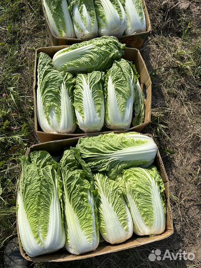 Пекинская капуста