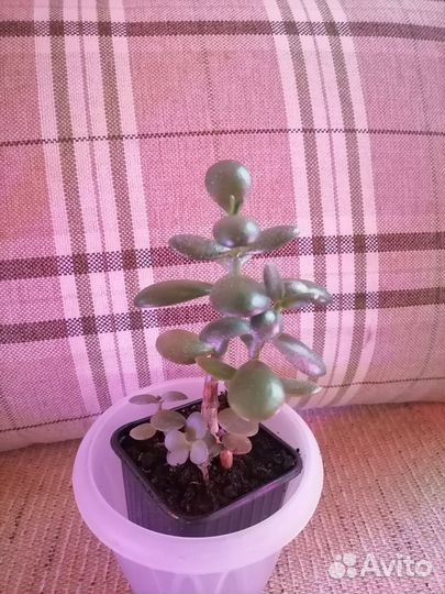 Денежное дерево толстянка