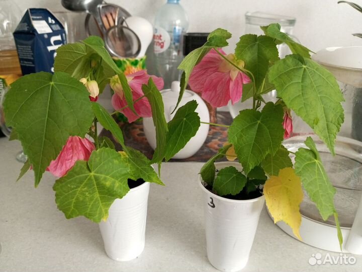 Клен комнатный абутилон