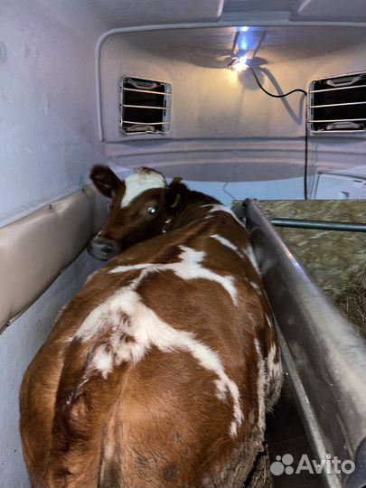 Конеперевозки Перевозка лошадей и коров