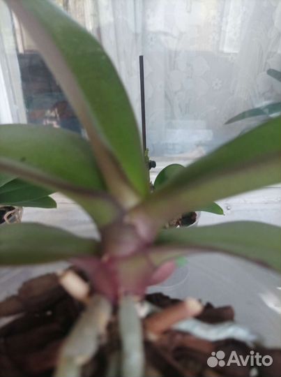 Орхидея фаленопсис