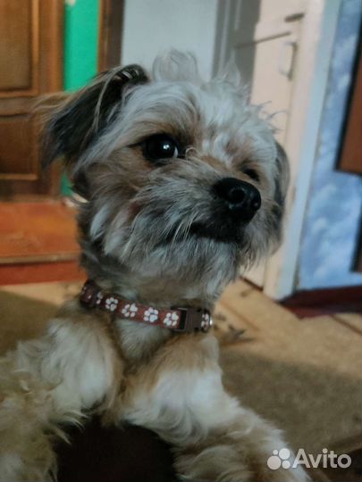 Случка пудель