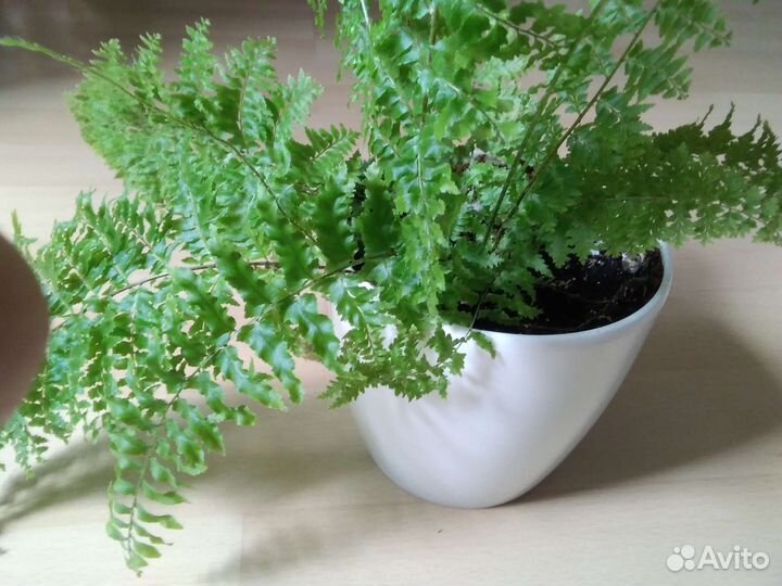 Пеперомия, цисус, папоротник, традисканции