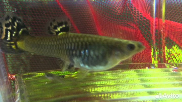 Аквариумные рыбки гуппи