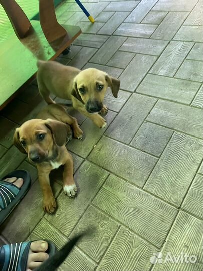 Собака такса