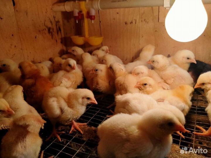 Яйцо инкубационное Вывожу на Заказ