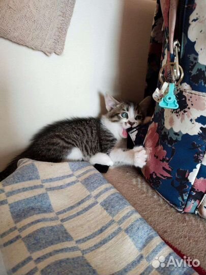 Котята в добрые руки бесплатно