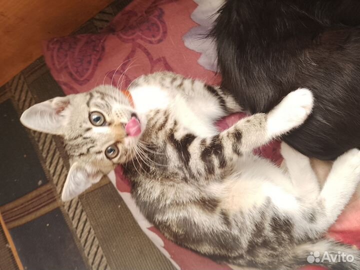 Котята отдам бесплатно