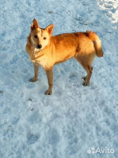 Собака в добрые руки