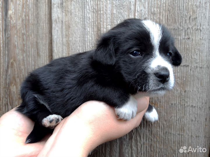 Щенки спаниеля