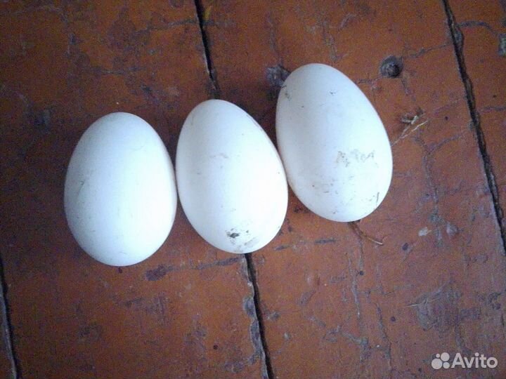 Инкубационное яйцо гусиное