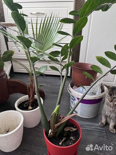 Замиокулькас