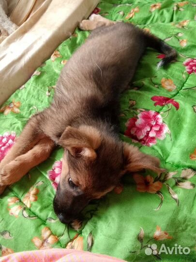 Щенок в дом