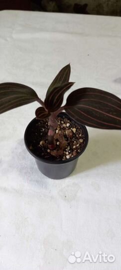 Драгоценная орхидея