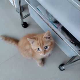 Котик