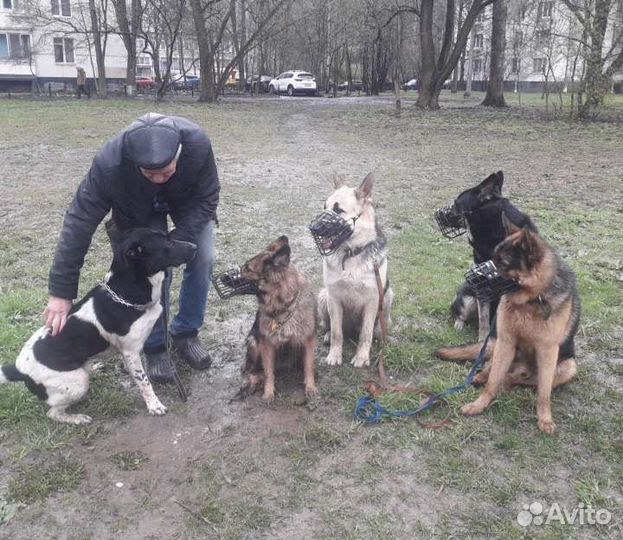 Кинолог. Воспитание и дрессировка собак