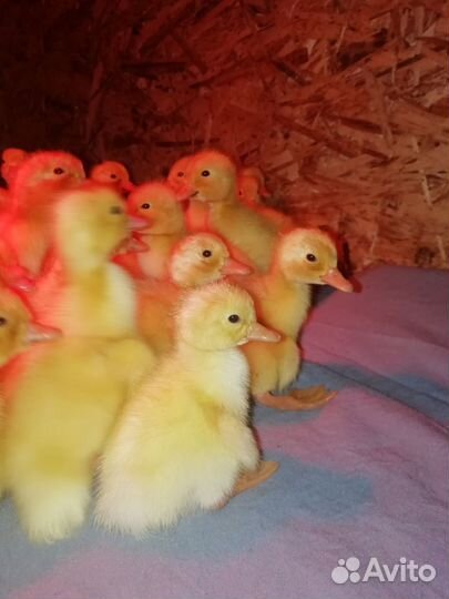 Утята суточные стар 53