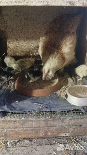 Утята, цыплята, индюшата, цесарята