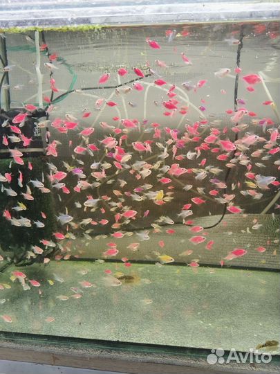 Аквариумные рыбки, аквариум