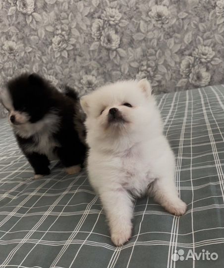 Немецкий шпиц