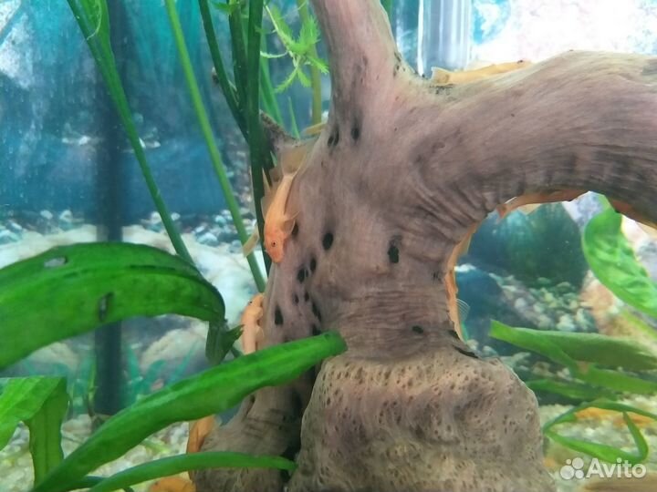 Сомик Анциструс супер ред (Ancistrus Super Red)