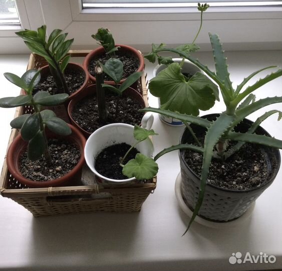 Алоэ, толстянка, фикус Бенджамина