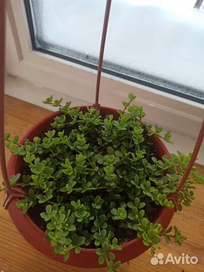 Пеперомия Пепперспот и пеперомия Изабелла