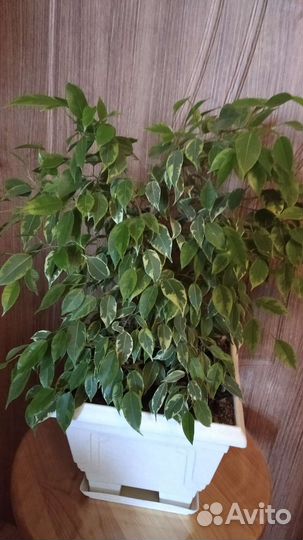 Фикус мелколистный Бенджамина