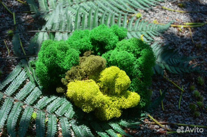 Стабилизированный мох Симферополь