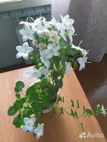 Продам растения для дома,офиса