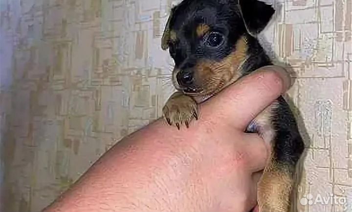 Мини той-терьер