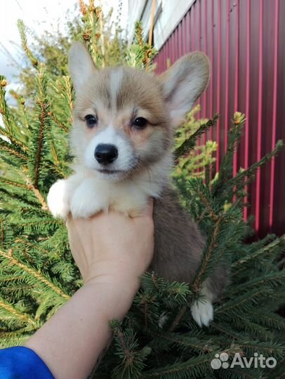 Малыши корги